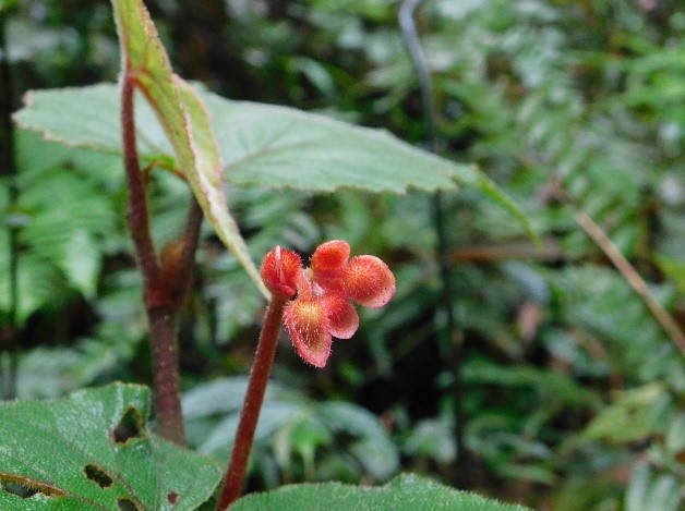 Orange-red, pubescent flower buds at the stem apex